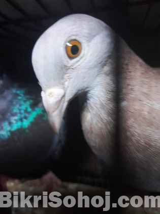 pigeon
